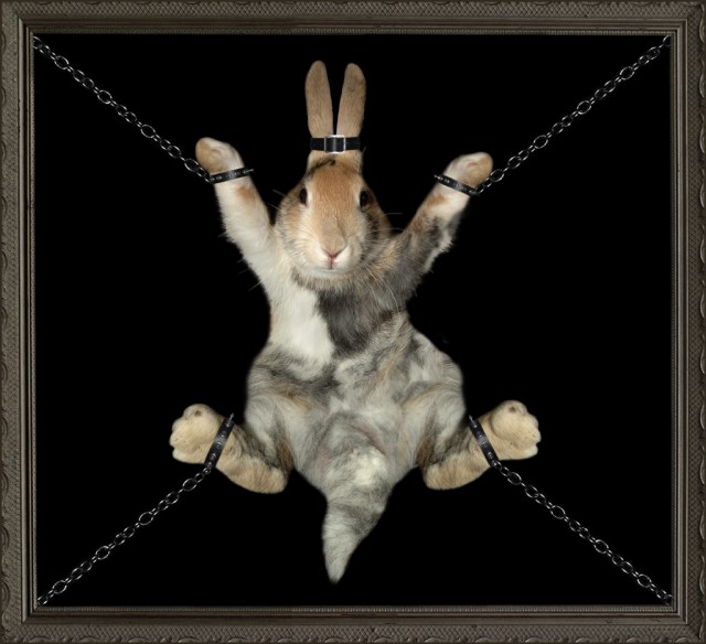 Bondage%20Bunny.jpg