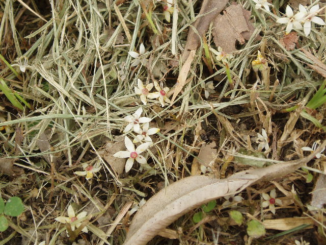 臺東漆的花