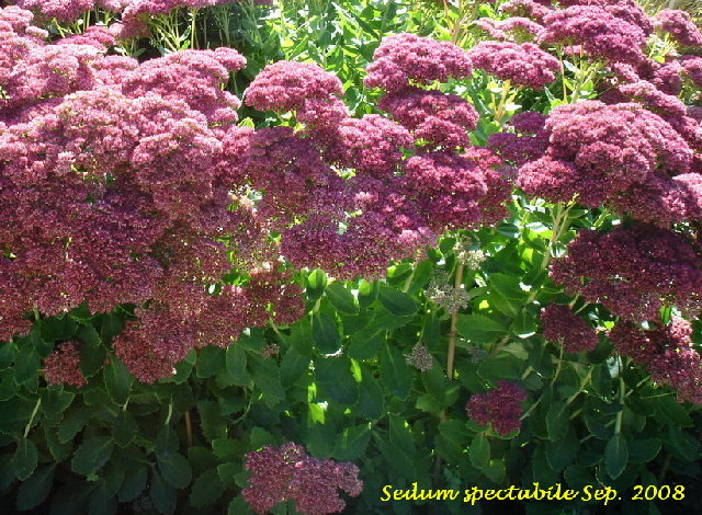 081017 Sedum spectabile-2.jpg