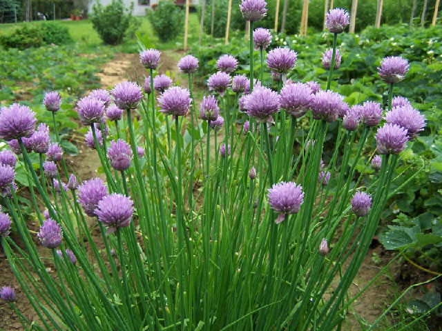 wikispecies的allium schoenoprasum