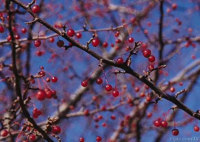 櫻花果