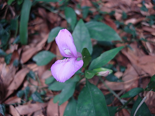 槍刀菜<br />Hypoetes cumingiana Benth. &amp; Hook. <br />爵床科　ACANTHACEAE