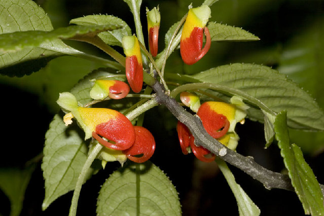 800px-Impatiens_niamniamensis_7082.jpg