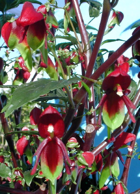 impatiens hians.jpg