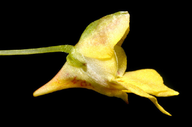 800px-Impatiens_parviflora_-_blossom_side_%28aka%29.jpg