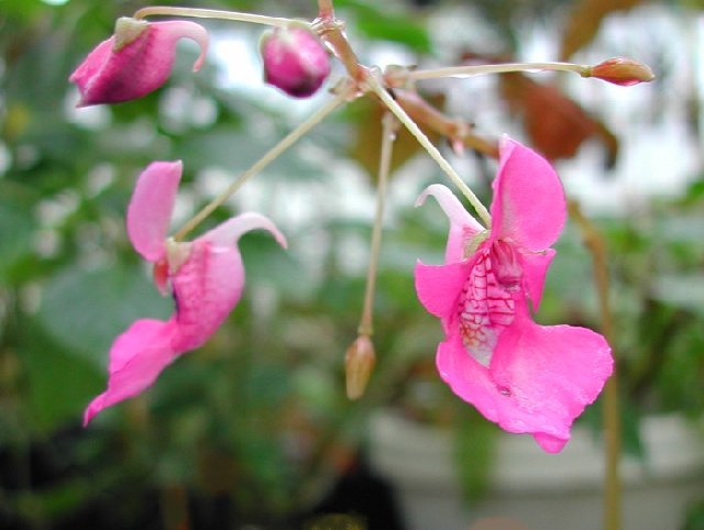 Impatiens_columbaria_Pink_Dove_7557.jpg