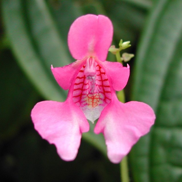 Impatiens_columbaria_Pink_Dove_7651.jpg