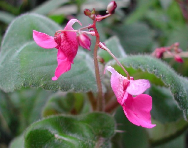 Impatiens_columbaria_Pink_Dove_9521.jpg