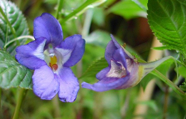 Impatiens_namchabarwensis_6478.jpg