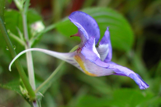 Impatiens_namchabarwensis_6482.jpg