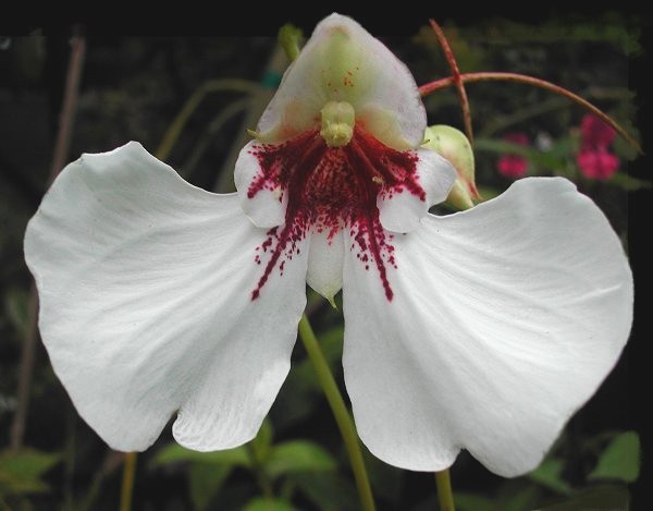 Impatiens_tinctoria_3336.jpg