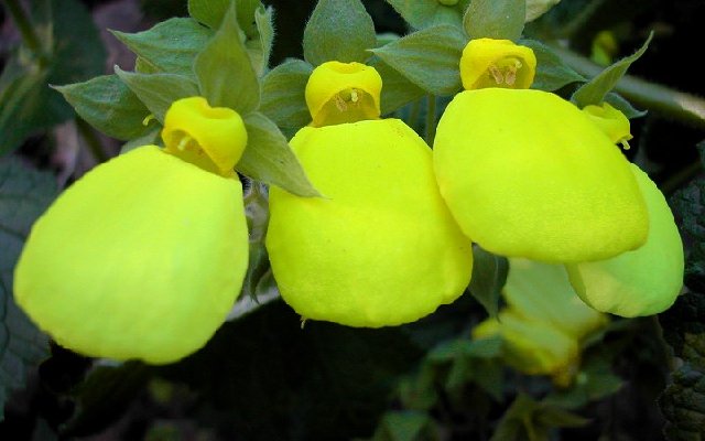 Calceolaria_tomentosa_6046.jpg