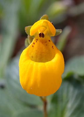 Calceolaria_biflora_ja4.jpg