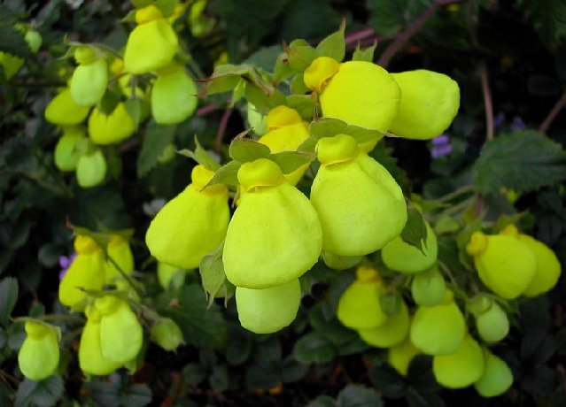 Calceolaria_tomentosa_6555.jpg