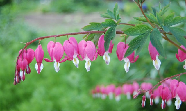 800px-Dicentra-spectabilis.jpg