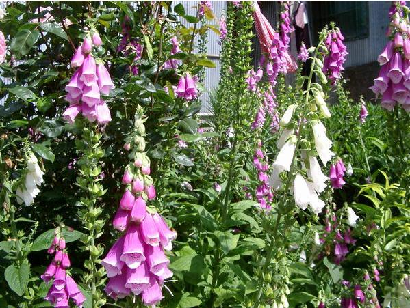 digitalis.jpg