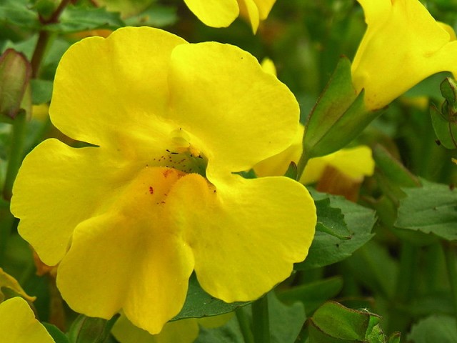 800px-Mimulus_guttatus_ziedas.jpg