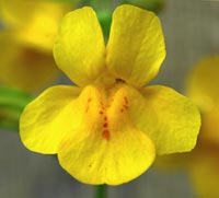 lowres_mimulus1.jpg