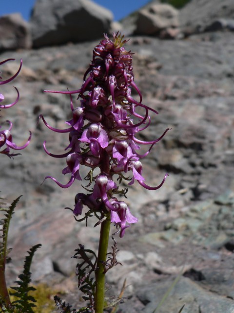 Pedicularis_groenlandica_22901.jpg