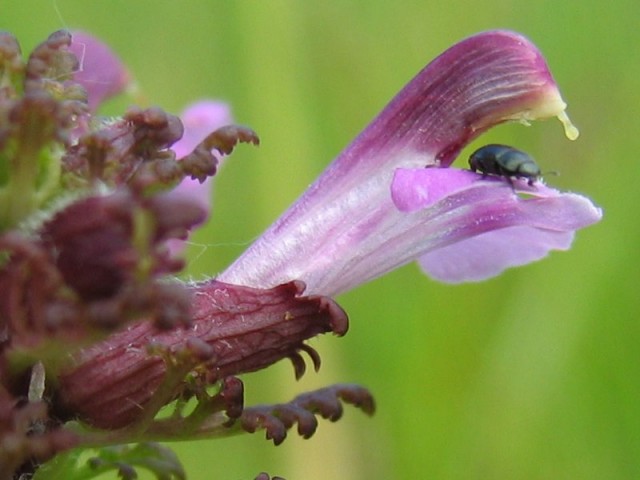 Pedicularis_palustris_bluete.jpg