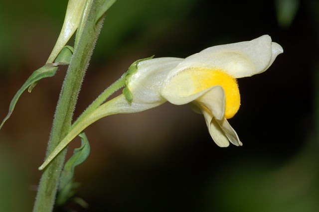 Linaria_vulgaris_fg01.jpg