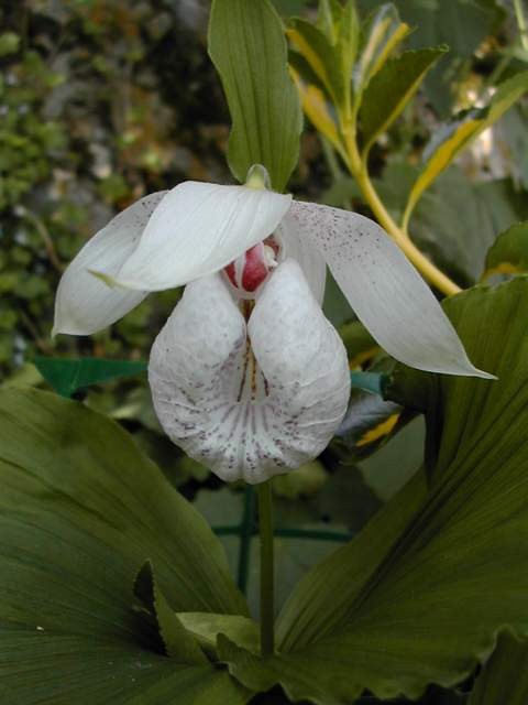 Cypripedium-formosanum.jpg