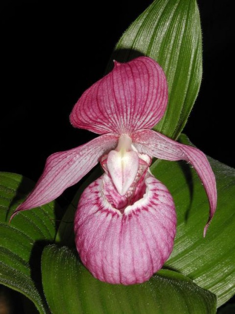 Cypripedium_macranthum.jpg