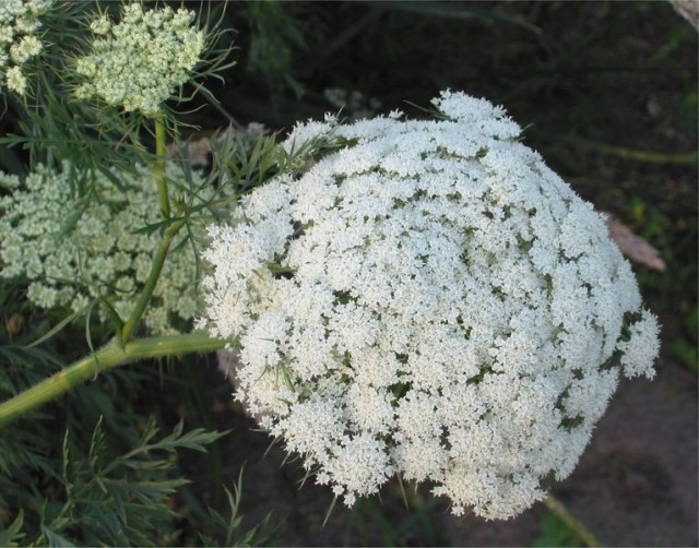 765px-Wortel_bloeiwijze_Daucus_carota.jpg