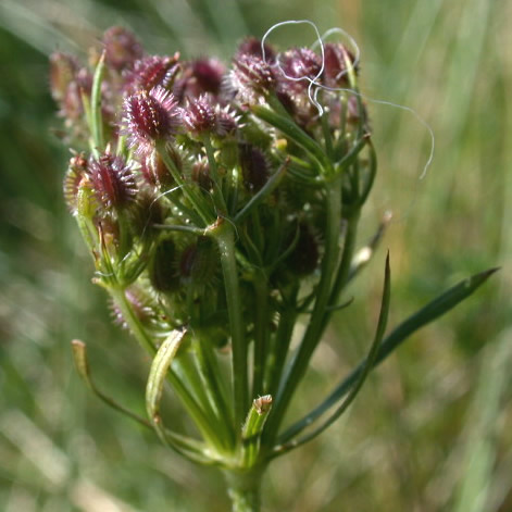 daucus-carota-2.jpg