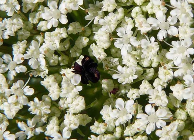 daucus_carotaFIORE.jpg