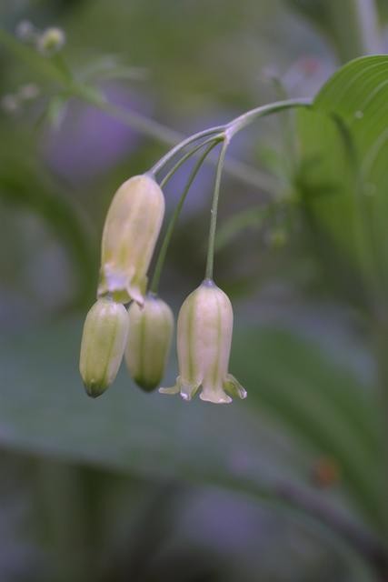 Polygonatum_biflorum,Flower,I_SB23736.jpg