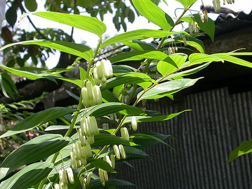 萎蕤花葉