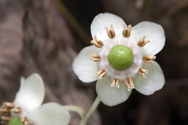 chimaphila maculata 2.jpg