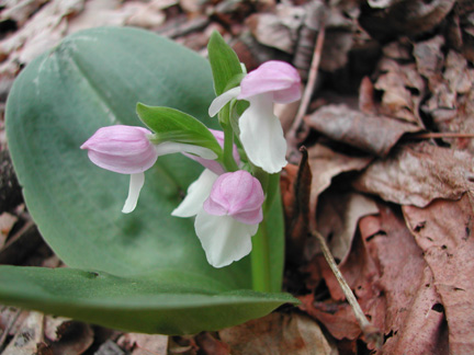 showy orchid.jpg