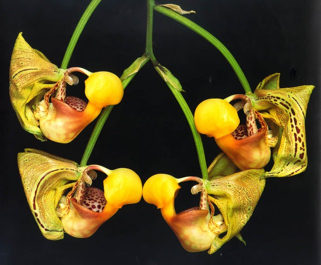 Coryanthes speciosa