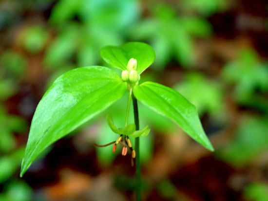 Indian cucumber root 花葉.jpg