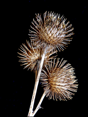 Arctium minus