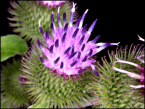 Arctium minus