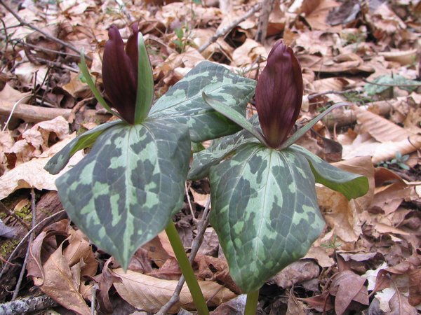 IMG_0396Trillium cuneatum.jpg