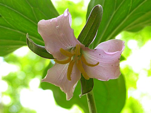 trillium-catesbaei.jpg