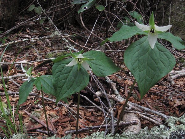 trillium erectum albiflorum.jpg