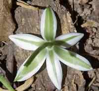 ornithogalum umbellatum