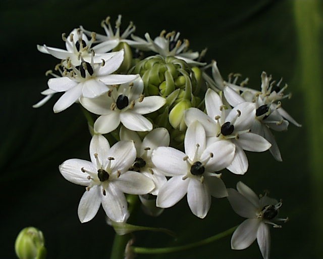 Ornithogalum_saundersiae1.jpg