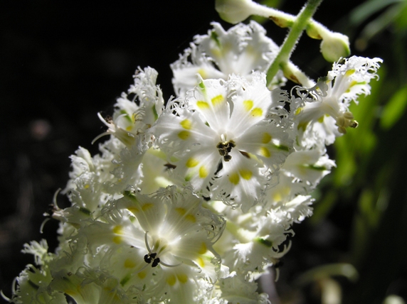 Veratrum_fimbriatum2.jpg