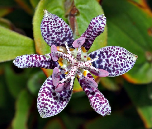 Tricyrtis_hirta_-_blossom.jpg