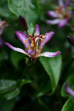 tricyrtis Taipeisilk pink.jpg