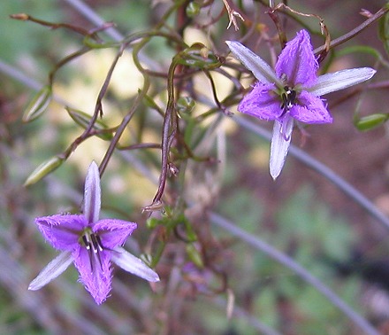 Thysanotus_patersonii.jpg