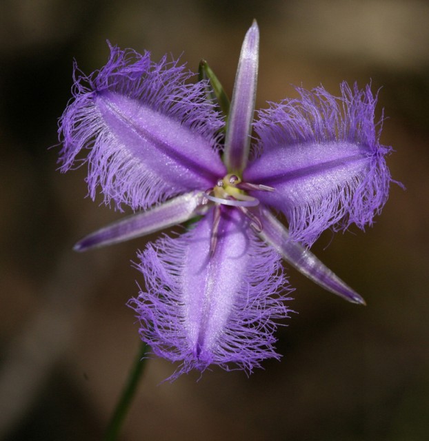 thysanotus_tuberosus.jpg