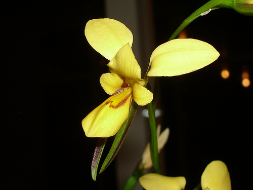 Diuris_drummondii.jpg