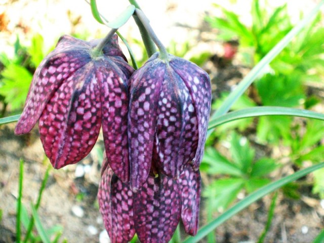 Fritillaria_meleagris_5.jpg